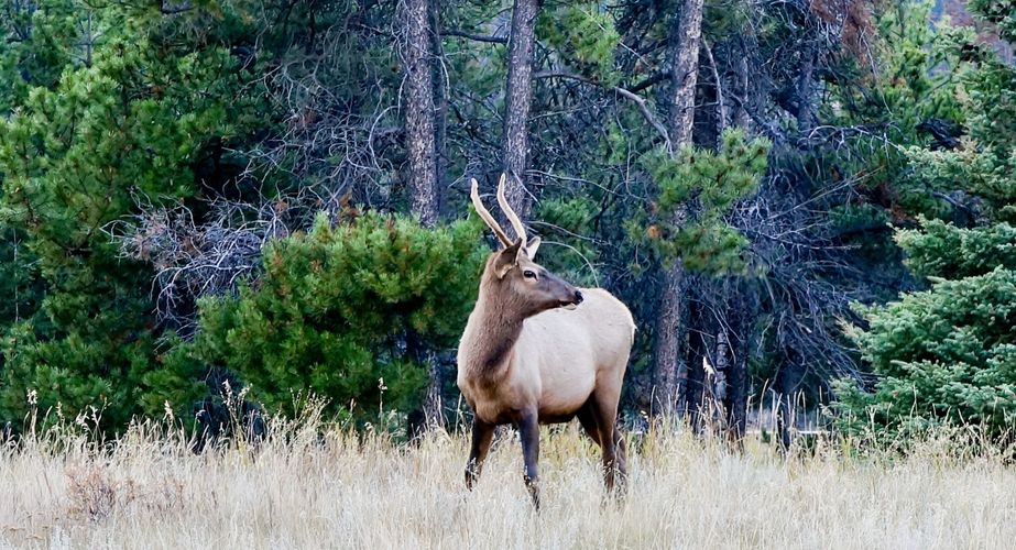 28 38 Canada 120 28 38 Canada 120